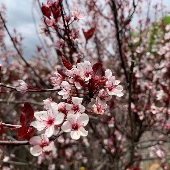 Meet your Posher, Hannah - Picture 1 of 1